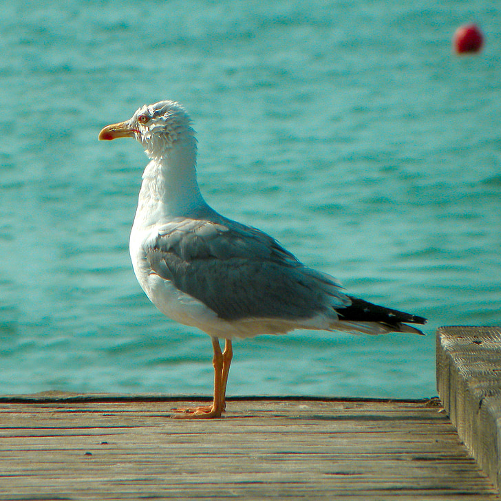 sea, seagull, bird, birds, jetty