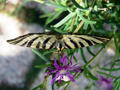 butterfly, insect, black, yellow, stripes, bug, flower