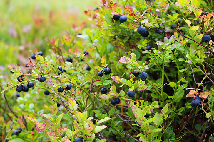 bosbessen, Heather, Blueberry, plant, blauw, voedsel, Berry