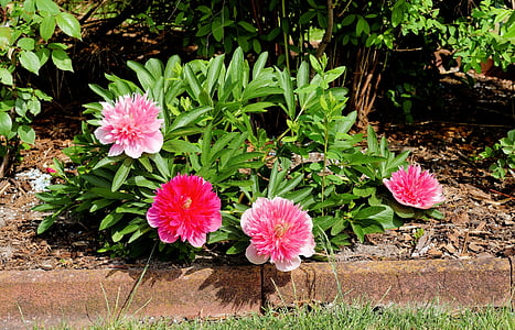 ziedi, Peonija, sarkana, rozā, jauks, dārza, ornament