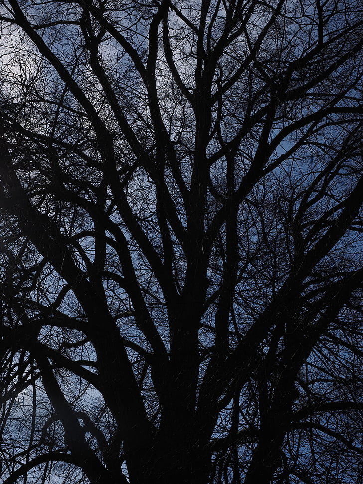 elm, tree, huge, branches, aesthetic, powerful, large