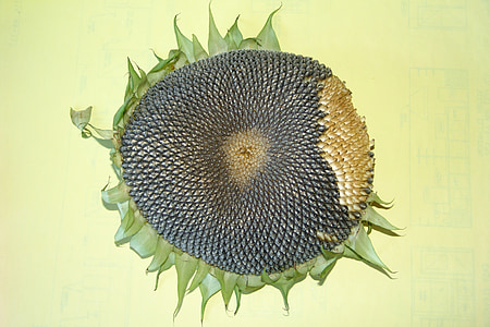 girassol, sementes de girassol, cabeça de girassol, planta, flor, seca, murchou