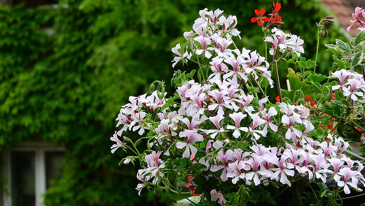 géraniums, fleurs de balcon, floraison des géraniums