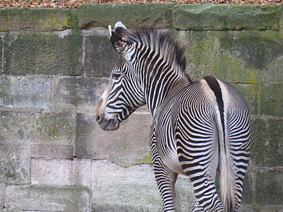 Zebra, pantat, Menggambar, hewan, hewan liar, hitam dan putih, alam
