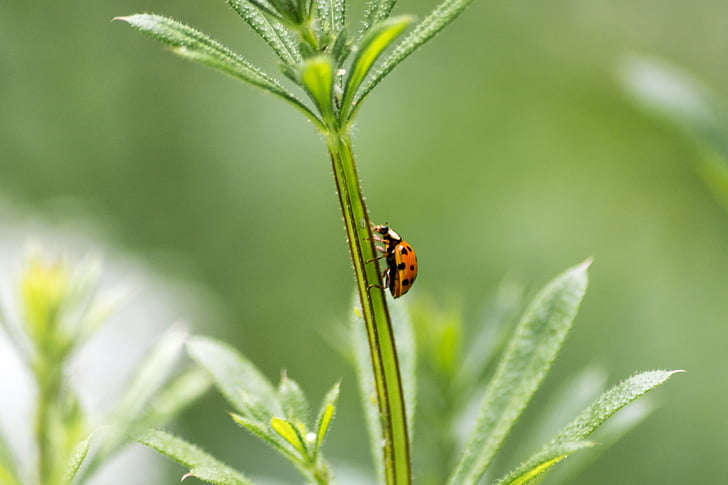 Ladybird, Mariquita, escarabat, natura, insecte, jardí, vermell