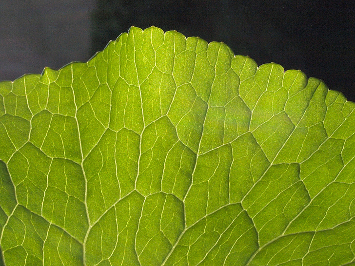 water transport, plant, leaf veins, vascular bundle, plant tissue, vascular plant, leaf
