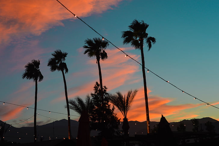 palmsprings, palmtrees, sunset, dusk, pinkclouds, silhouette