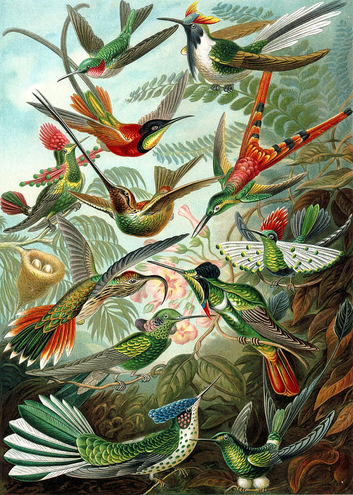 Hummingbirds, fugler, trochilidae, Haeckel, Swifts, apodiformes, natur