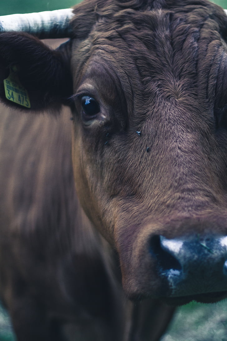 animale, fotografia degli animali, bestiame, Close-up, mucca, macro, mammifero