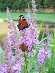 나비, 공작 나비, 자연, 곤충, 꽃, 나비-곤충, 여름