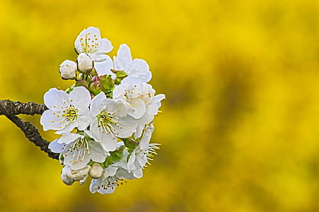 flor del cirerer, groc, natura, primavera, jardí, flor, planta