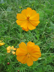 yellow cosmos, flowers, cosmos, yellow, bright, foliage, green