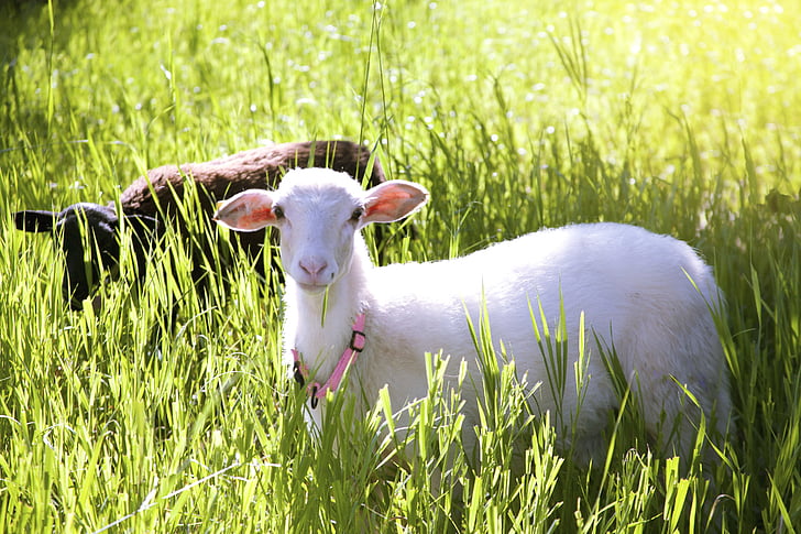 sheep, grassland, field, livestock, spring, farming, animal