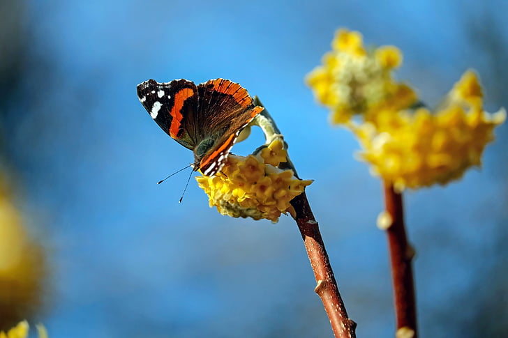 bướm, Đô đốc, edelfalter, côn trùng, Vanessa atalanta, đầy màu sắc, cánh mở