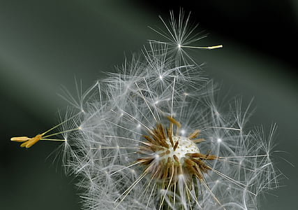 dandelion, blowball, seeds, wind, nature, plant, flora