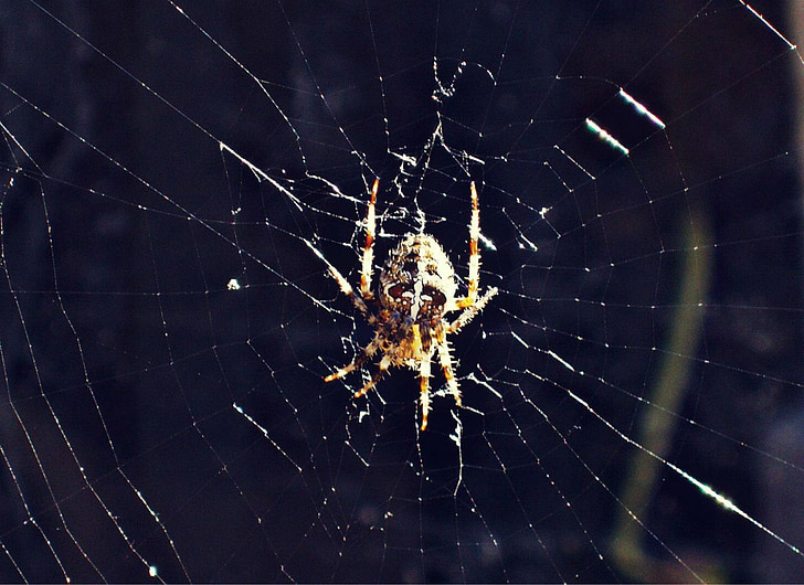 αράχνη, σταυροφόρος, Web
