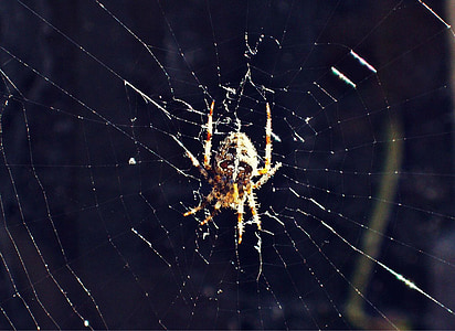 거미, 십자군, 웹