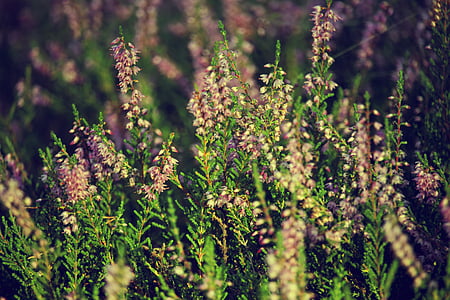 Heathers, toamna, violet, plante, cu flori, Heath, natura