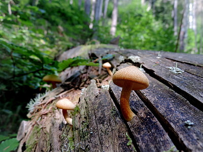 nature, mushroom, autumn, forest, undergrowth, log, stump