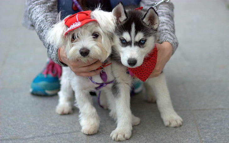 dog, husky, bichon, pair, white, cap, cute