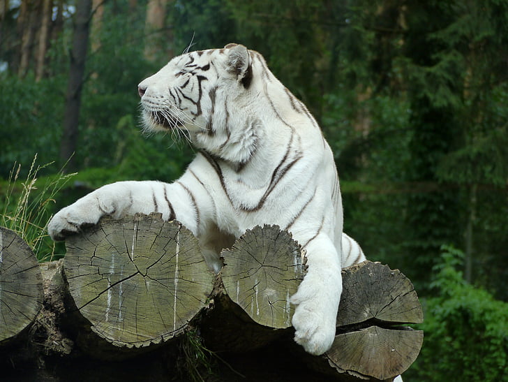 tigras, katė, didelės katės, Laukinė katė, baltas tigras, balta, Majestic