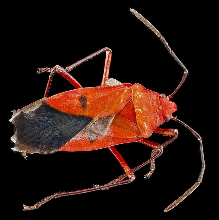cotton stainer, red cotton bug, insect, macro, nature, wings, fly