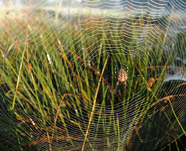 toile d’araignée, Morgentau, lever du soleil, Sparkle, arachnide, fermer