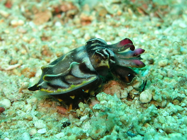 flamboyant cuttlefish, cuttlefish, cephalopod, diving, flamboyant, color, marine