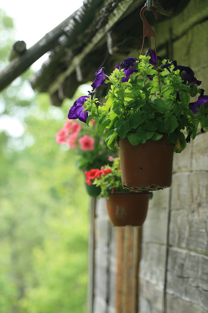 flower pot, potted plant, flowers, hanging, outdoors, decoration, garden