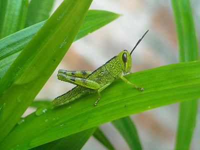 grasshopper, leaf, pandan, green