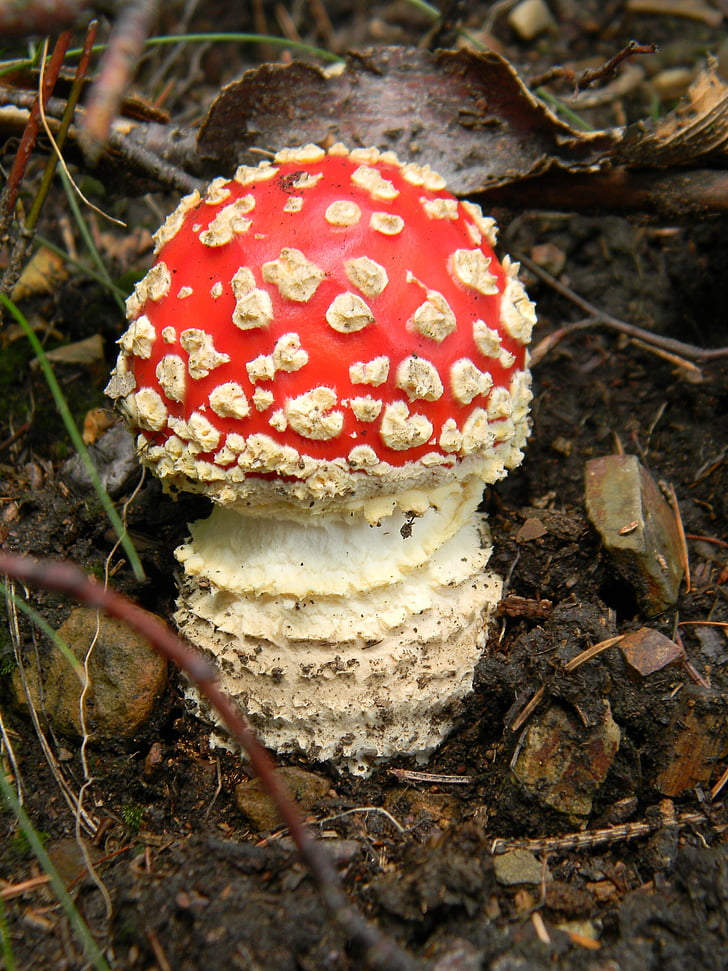 fly agaric red, forest, mushrooms, nature, fungus, toadstool, fly Agaric Mushroom