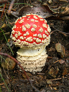 飞木耳红, 森林, 蘑菇, 自然, 真菌, 毒蕈, 飞木耳蘑菇