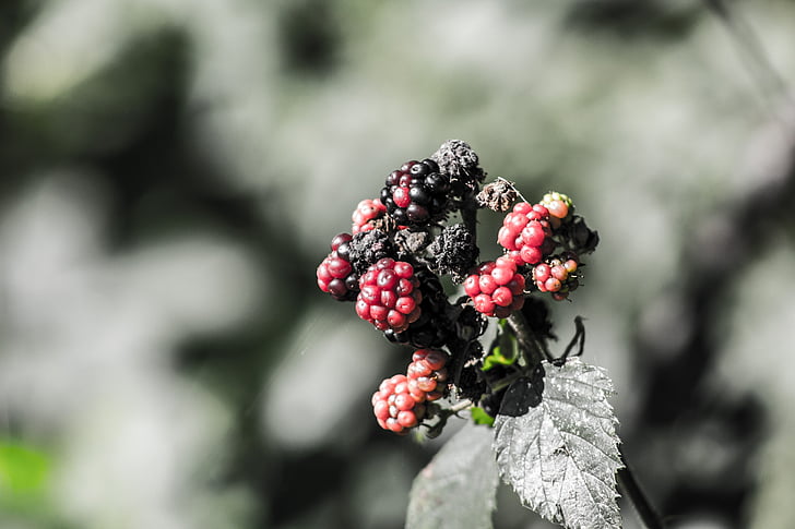 blackberries, berries, black, red, fruits, wild, nature
