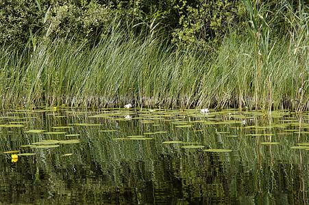 Lago, Claro, águas, Suécia, natureza, paisagem, Reed