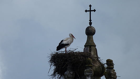 Stork, fågel, djur, Sky, kyrkan, Cross