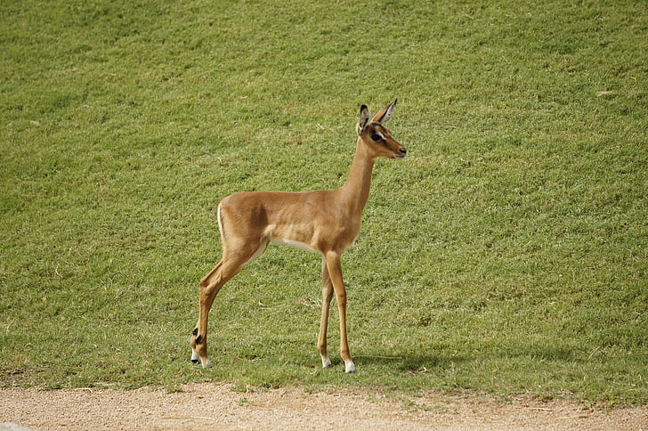 Impala, animal, mammifère, herbivores