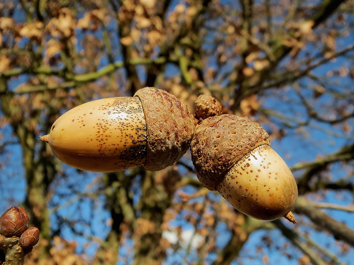 eik, Quercus robur, engelsk eiketre, nøtter, makro, Nærbilde, natur