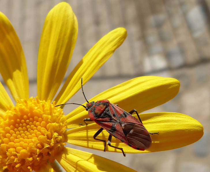 bug, hyönteinen, punainen, Libar, Daisy, keltainen kukka
