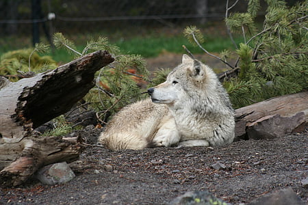 volk, živali, bela, prosto živeče živali, divje, narave, sesalec