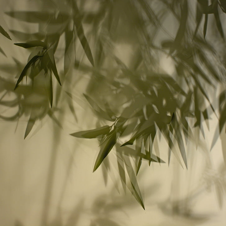 bambuko šešėlis, užuolaidos, šviesos, chaosas