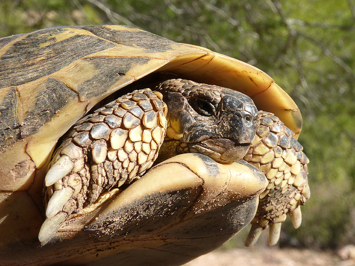 Medelhavet sköldpadda, sköldpadda, skyddade arter, Montsant naturpark