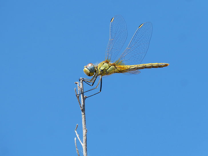dragonfly, branch, winged insect, sympetrum striolatum, sky, blue, insect