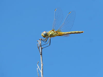 蜻蜓, 分公司, 有翅膀的昆虫, sympetrum striolatum, 天空, 蓝色, 昆虫