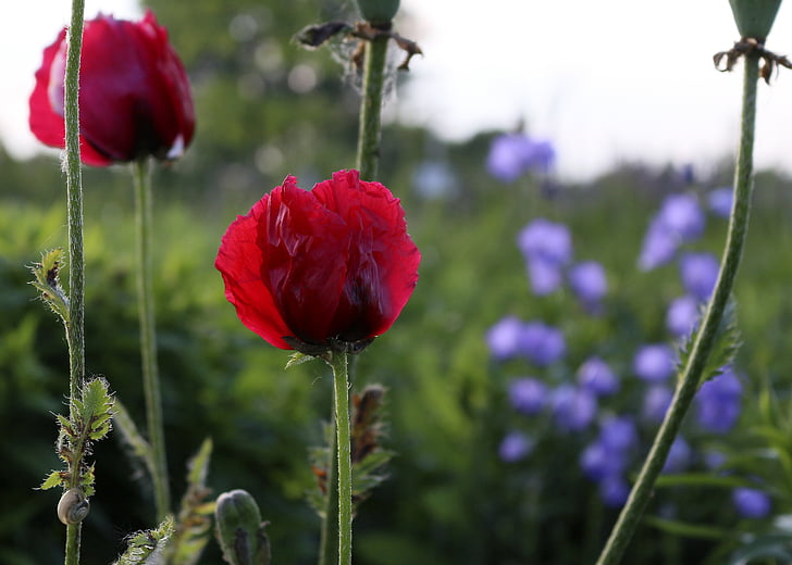 Poppy, bunga, merah, Blossom, mekar, alam, bunga opium