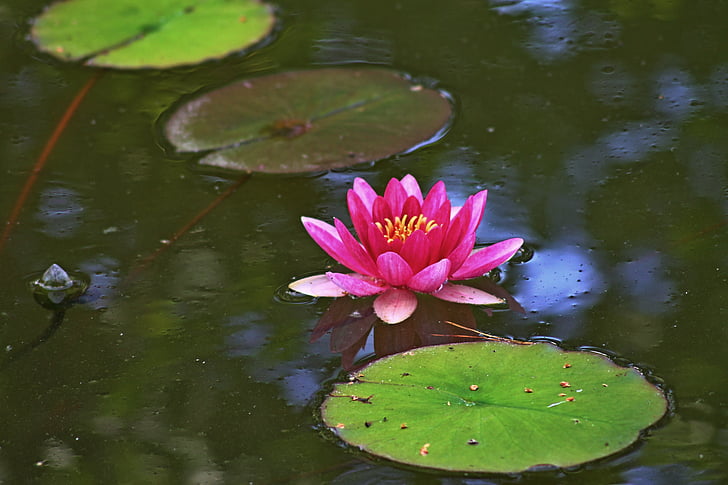 air, merah muda, hijau, lily air, Kolam, Lotus lily air, alam