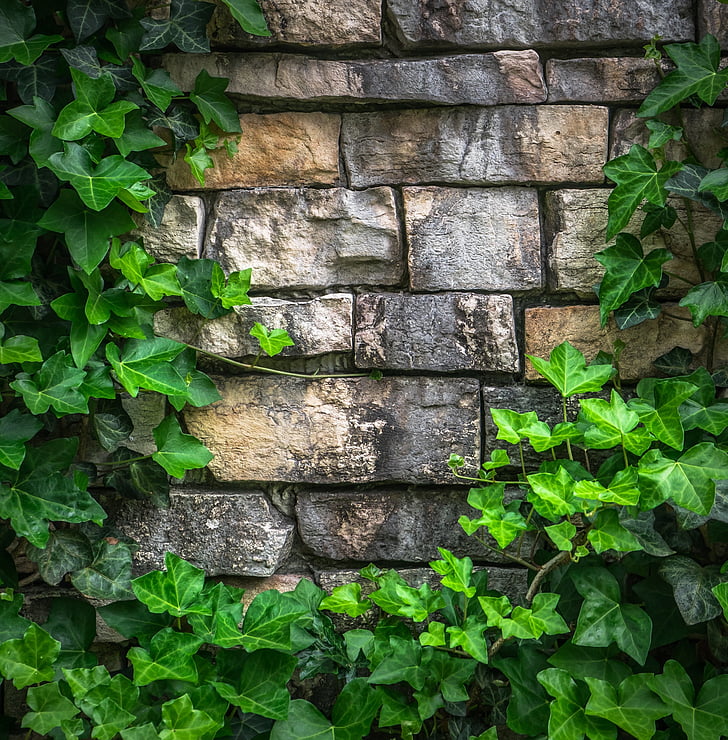 ivy, vine, the leaves, plants, hwalyeob, nature, damme