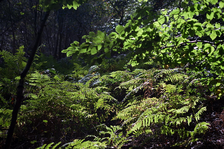 ferns, woodland, autumn light, backlit, sun, shade, forest