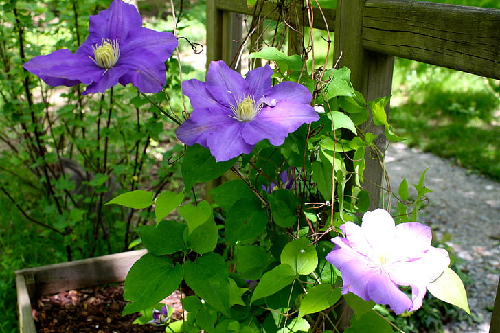clematis, flowers, purple, flowering