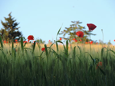 poppies, field, flowers, wheat, campaign, summer, meadows