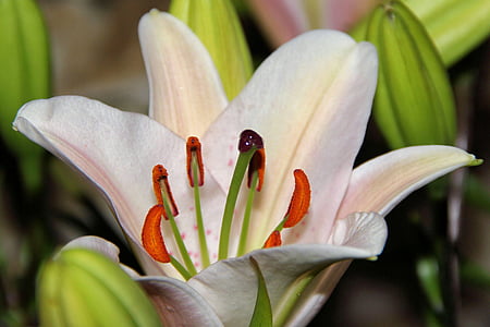 Lily, Daglelies, Blossom, Bloom, stamper, bloei, bloemen